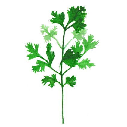 Bladkoriander 'Marino' Svenskodlat frö