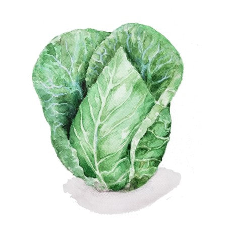 Spetskål 'Cour di Blue'