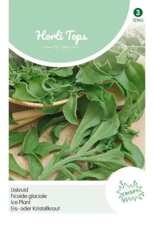 Isört 'Ice Plant'
