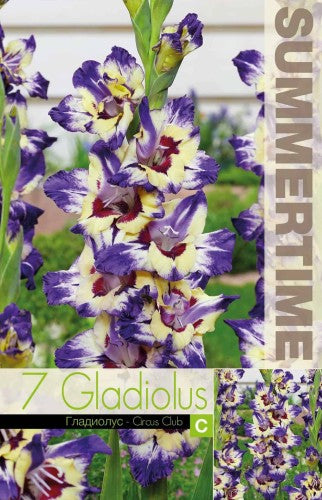 Gladiolus 'Circus Club' 7st