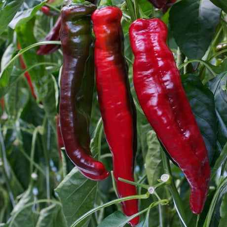Paprika 'Rubienne' F1 Frö