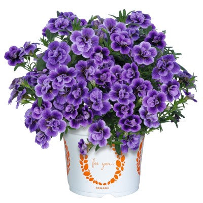 Minipetunia 'Aloha Double Sky Blue' - 3 plantor