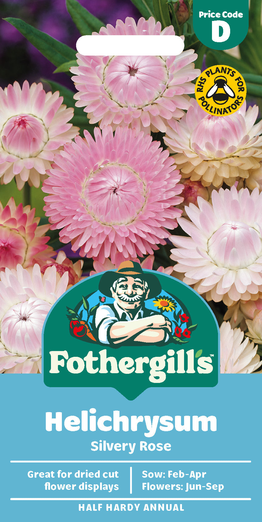 Jätteeternell 'Silvery Rose'