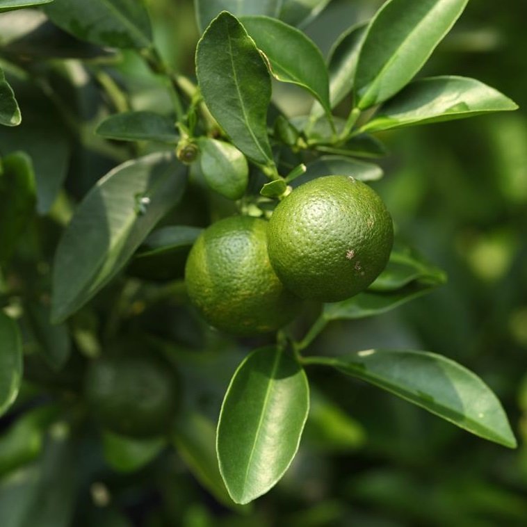 Lime 9cm kruka