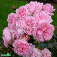 Floribundaros 'Home & Garden' 5-pack barrot