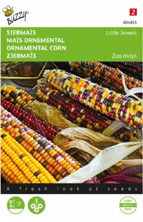 Prydnadsmajs 'Little Jewels'