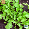 Italiensk Rucola 'Wild' KRAV-märkt