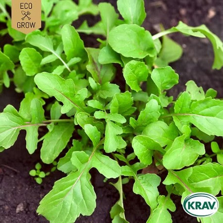 Italiensk Rucola 'Wild' KRAV-märkt