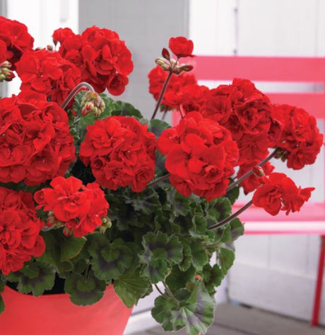 Zonalpelargon 'Castello Dark Red' 12cm kruka