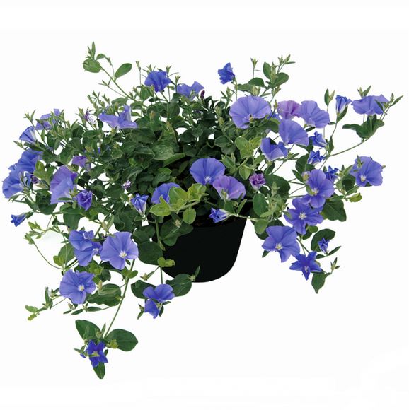 Ampelvinda 'Blue Cascade' 10,5cm kruka