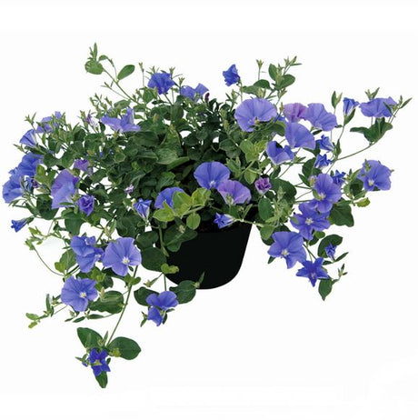 Ampelvinda 'Blue Cascade' 10,5cm kruka