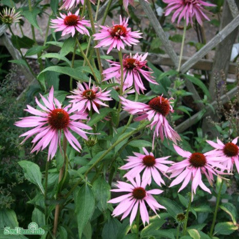 Röd solhatt 'Double decker' 1st barrotad