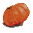 Vintersquash 'Gold Nugget'