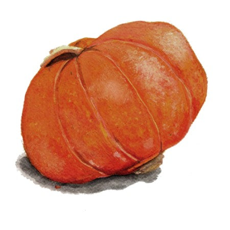 Vintersquash 'Gold Nugget'