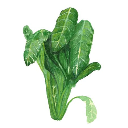 Mangold 'Perpetual Spinach' Svenskodlat frö
