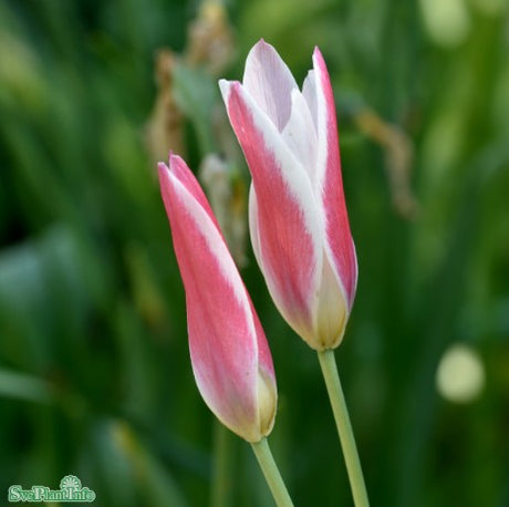 Botanisk Tulpan 'Lady Jane' 10st