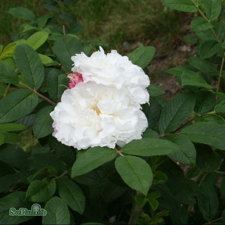 Kanadensisk Ros 'Louise Bugnet' 5-pack barrotad