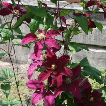 Klematis 'Niobe' 1-pack