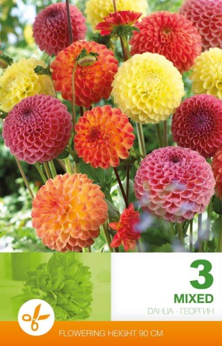 Pompon Dahlia 'Mixed' 3st