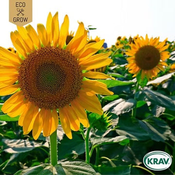 Solros 'Giant Yellow' KRAV-märkt