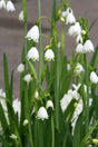 Sommarsnöklocka 10st