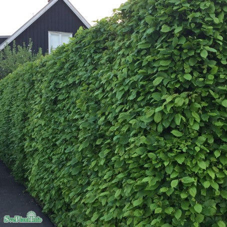 Avenbok 10-pack i 2L kruka