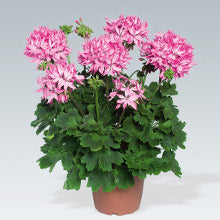 Stjärnpelargon 'Fireworks Pink' 3 st
