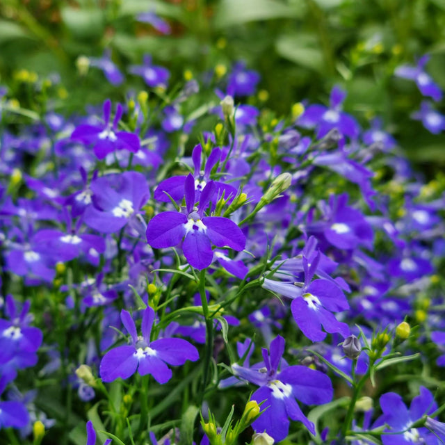 Lobelia 'Lobelix Dark Blue' - 3 plantor