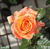 Tehybridros 'Dronning Ingrid' 1-pack barrot