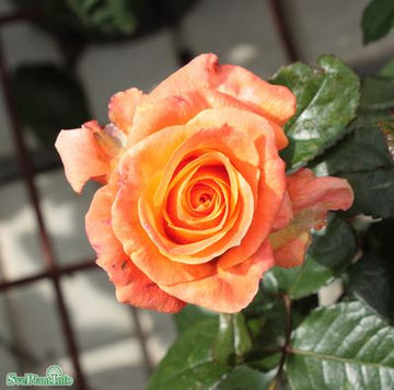 Tehybridros 'Dronning Ingrid' 1-pack barrot