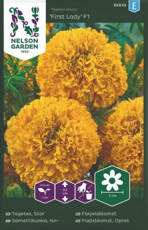 Tagetes 'First Lady' F1