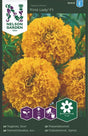 Tagetes 'First Lady' F1