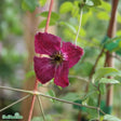 Klematis 'Rubra' 1-pack
