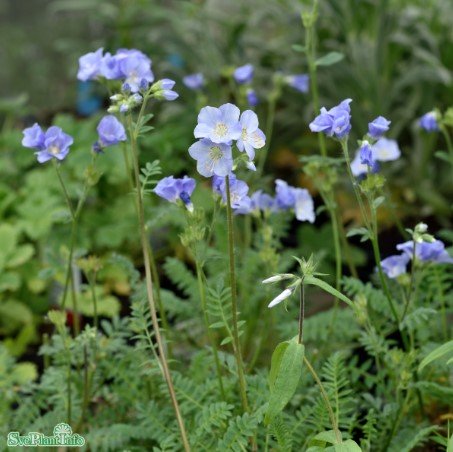 Blågull 'Humile' 15-pack i kruka