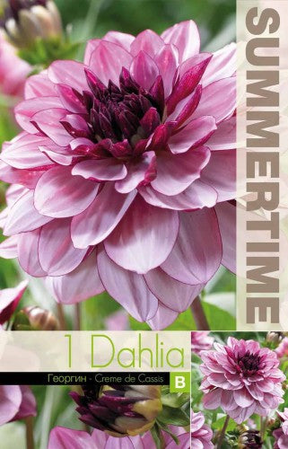 Dekorativ Dahlia 'Creme de Cassis' 1st