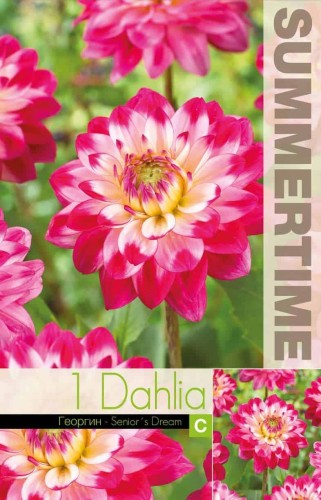 Dekorativ Dahlia 'Seniors Dream' 1st