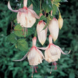 Fuchsia 'Annabell' 10,5cm kruka