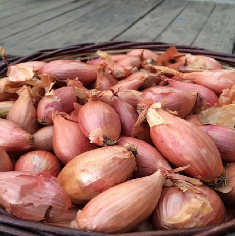 Sättlök Bananschalottenlök 'Longor' 250g