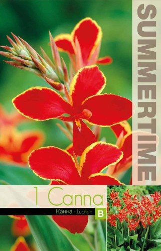 Montbretia 'Lucifer' 10st
