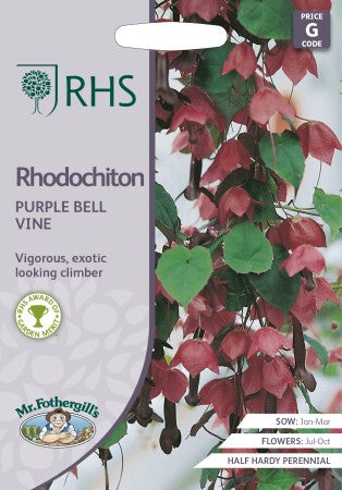 Törnrosas Kjortel 'Purple Bell Vine'