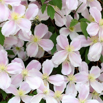 Klematis 'Fragrant Spring' 1-pack