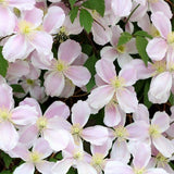 Klematis 'Fragrant Spring' 3-pack