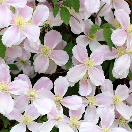 Klematis 'Fragrant Spring' 3-pack