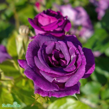 Modern buskros 'Rhapsody In Blue' 10-pack barrot