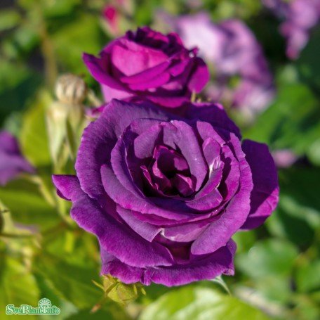 Modern buskros 'Rhapsody In Blue' 10-pack barrot