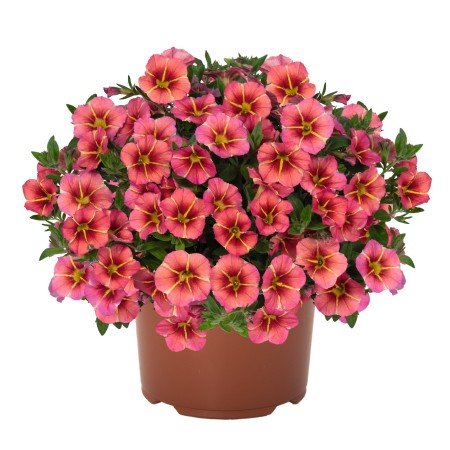 Minipetunia 'Tik Tok Orange' - 3 plantor