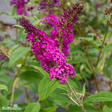 Buddleja 'Miss Ruby' co 3-pack