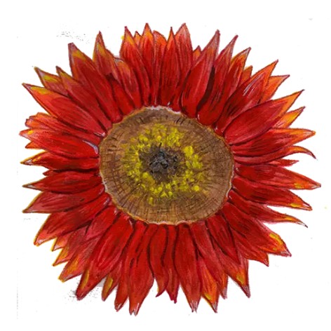 Solros 'Velvet Queen' Svenskodlat frö