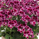 Änglapelargon 'Angeleyes Cassis' 3st sticklingar