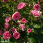 Rugosaros 'Pink Grootendorst' 5-pack barrot